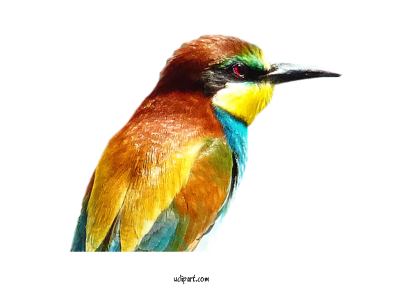 Free Animals Bee Eater Beak Close Up For Bird Clipart Transparent Background