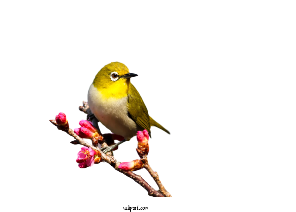 Free Animals Alone Time  Passerine For Bird Clipart Transparent Background