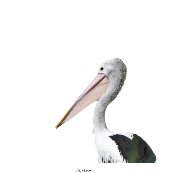 Free Animals Pelican Birds Stork For Bird Clipart Transparent Background