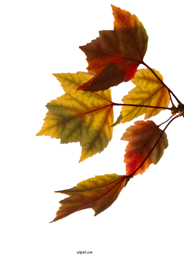 Free Nature Leaf Twig Autumn For Leaf Clipart Transparent Background