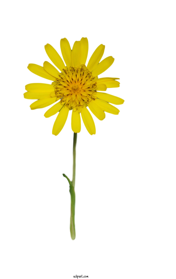 Free Flower Clipart Plant Stem Chrysanthemum Oxeye Daisy For Flowers Clipart Transparent Background
