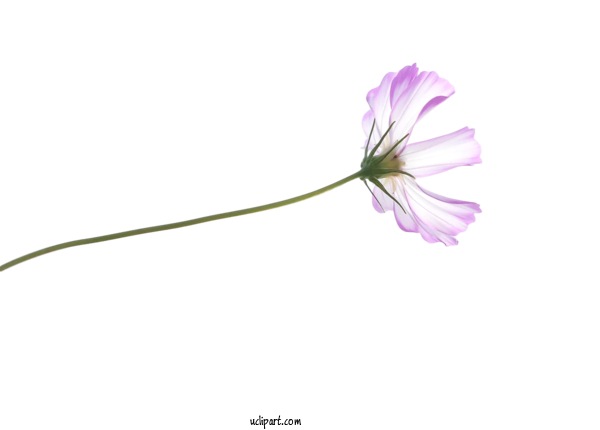 Free Flower Clipart Flower Plant Stem Herbaceous Plant For Flowers Clipart Transparent Background