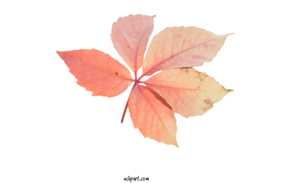 Free Nature Leaf Petal Plant Structure For Leaf Clipart Transparent Background