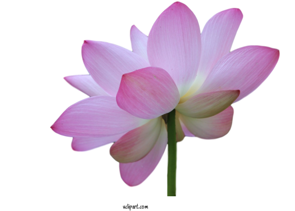 Free Flowers Plant Stem Sacred Lotus Nelumbonaceae For Flower Clipart Clipart Transparent Background