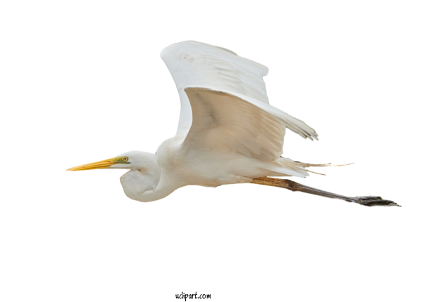 Free Animals Great Egret European Herring Gull Stork For Bird Clipart Transparent Background