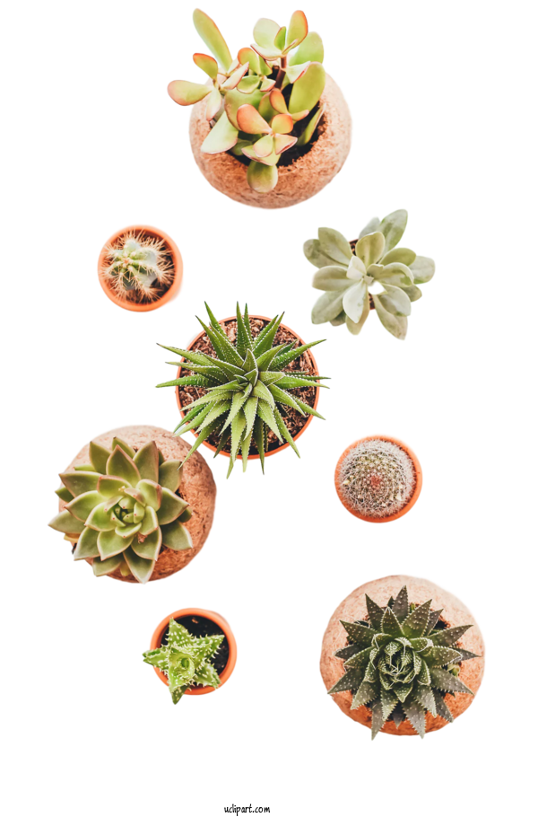 Free Nature Succulent Plant Cactus Plants For Leaf Clipart Transparent Background