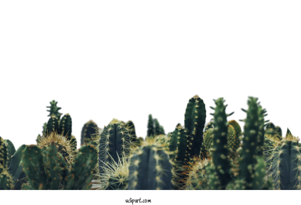 Free Nature Cactus Succulent Plant Plants For Leaf Clipart Transparent Background