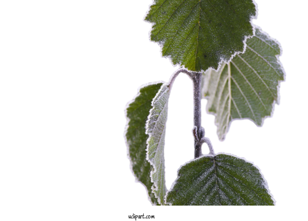 Free Nature Leaf Plant Stem M Tree For Leaf Clipart Transparent Background