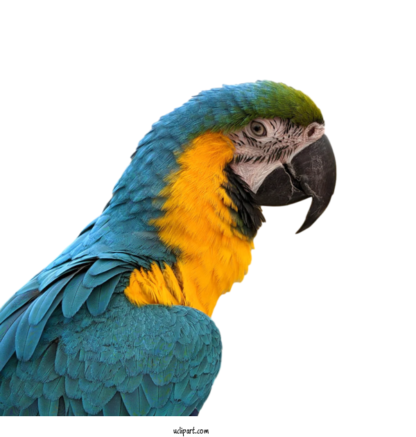 Free Animals Birds Macaw Parrots For Bird Clipart Transparent Background
