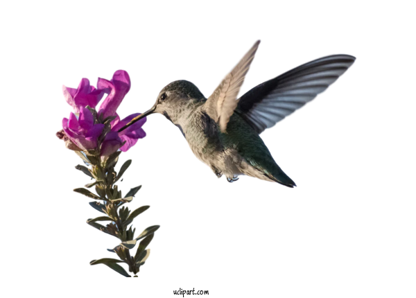 Free Animals Birds Hummingbirds Hummingbird Flying For Bird Clipart Transparent Background