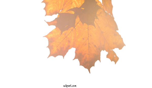Free Nature Leaf Maple Leaf Water Droplets+Photo For Leaf Clipart Transparent Background