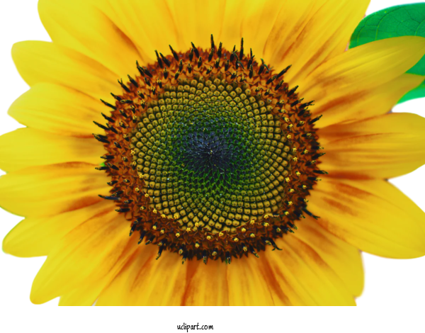 Free Flowers Sunflower Seed Common Sunflower Daisy Family For Flower Clipart Clipart Transparent Background