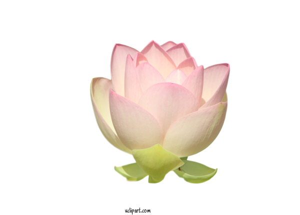 Free Flowers Sacred Lotus Aquatic Plant Nelumbonaceae For Flower Clipart Clipart Transparent Background