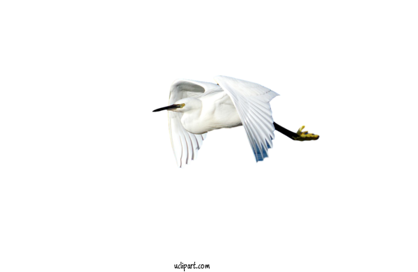 Free Animals European Herring Gull Shorebirds Ducks For Bird Clipart Transparent Background