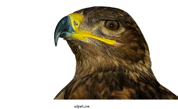 Free Animals Stock.xchng Birds Gratis For Bird Clipart Transparent Background