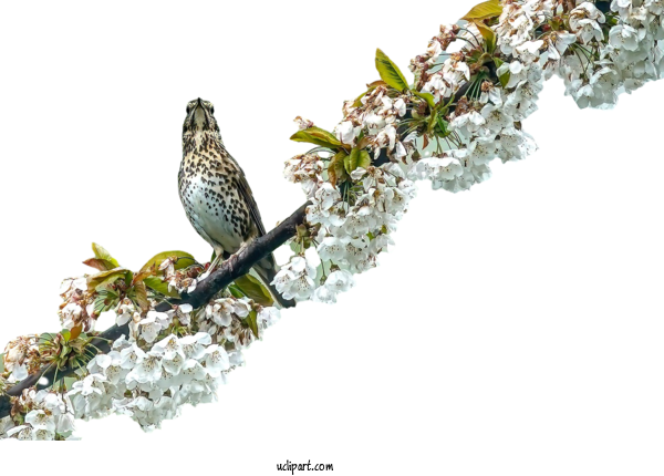 Free Animals Cuckoos Flora Twig For Bird Clipart Transparent Background