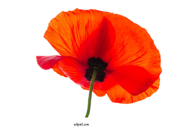 Free Flowers Common Poppy Annual Plant Wildflower For Flower Clipart Clipart Transparent Background