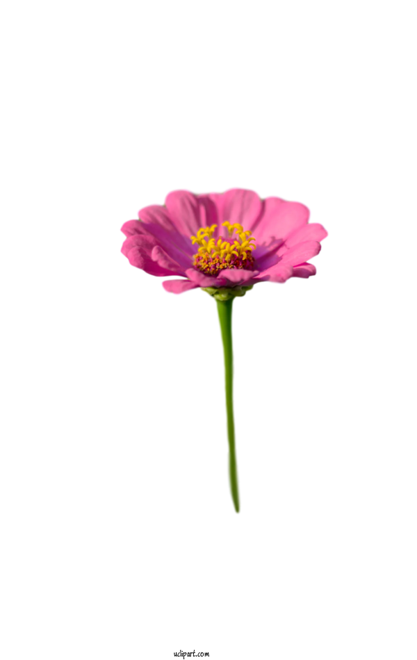 Free Flower Clipart Plant Stem Transvaal Daisy Cut Flowers For Flowers Clipart Transparent Background