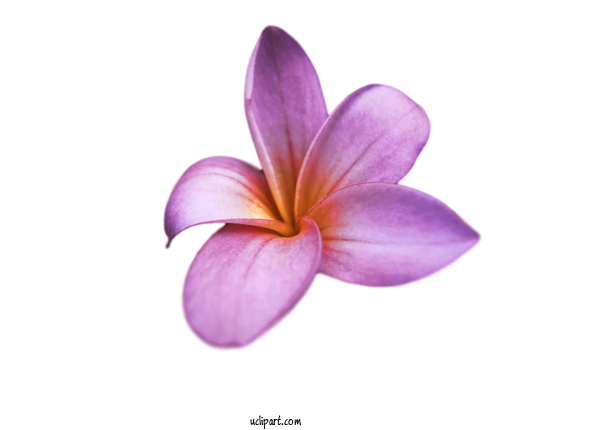 Free Flower Clipart Flower Lilac M Petal For Flowers Clipart Transparent Background