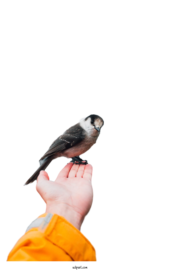 Free Animals Birds Beak Biology For Bird Clipart Transparent Background