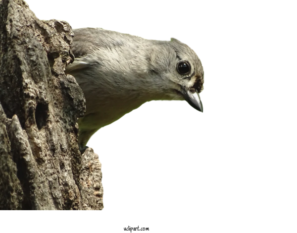 Free Animals Birds Common Nightingale Beak For Bird Clipart Transparent Background