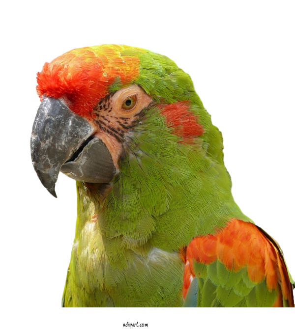 Free Animals Birds Macaw Beak For Bird Clipart Transparent Background