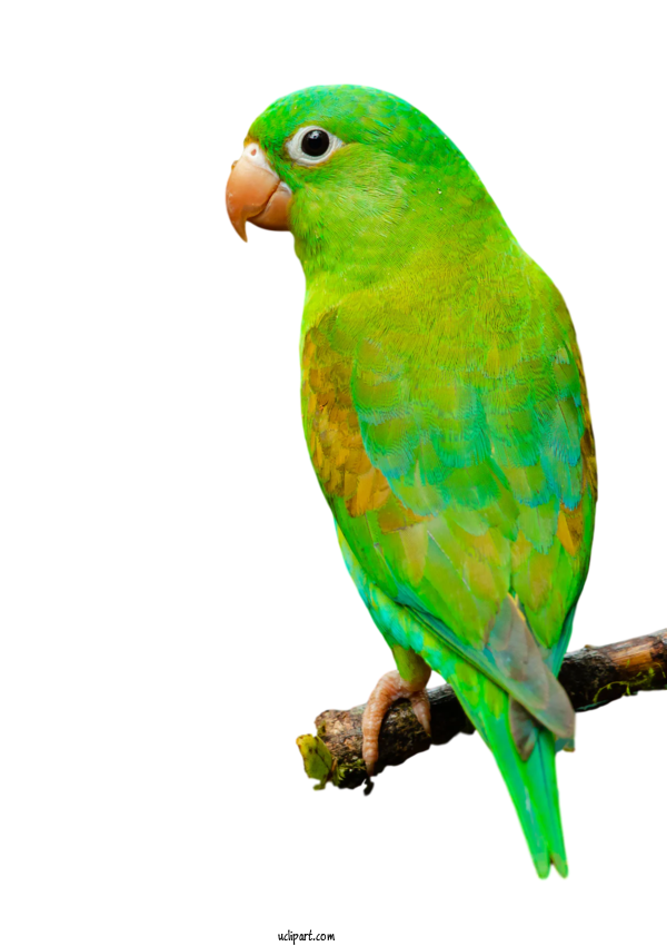 Free Animals Budgerigar Birds Parrots For Bird Clipart Transparent Background