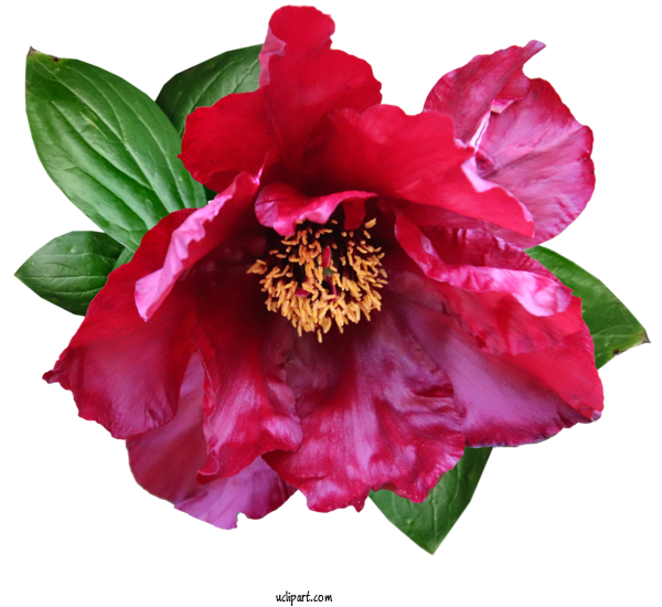 Free Flowers Peony Flower Rose For Flower Clipart Clipart Transparent Background