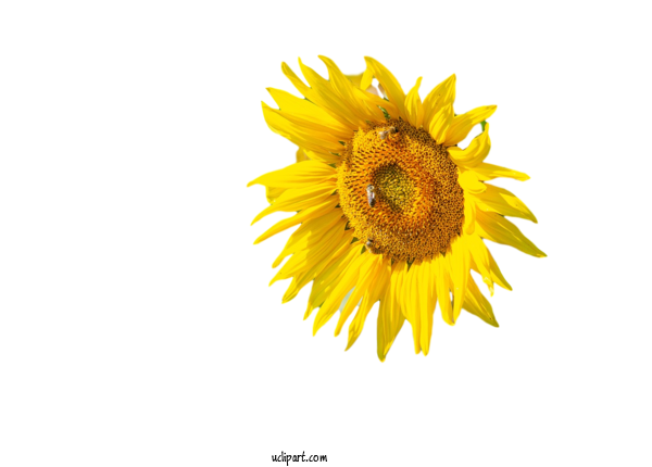 Free Flowers Daisy Family Sunflower Seed Flower For Flower Clipart Clipart Transparent Background