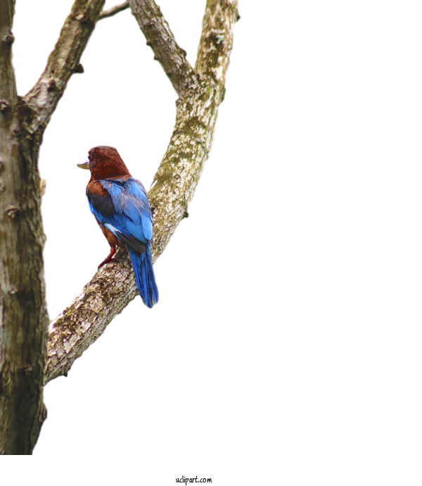 Free Animals Finches Bluebirds Birds For Bird Clipart Transparent Background