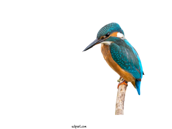 Free Animals Common Kingfisher Belted Kingfisher Water Kingfisher For Bird Clipart Transparent Background