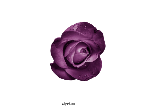 Free Flowers Flower Garden Roses Rose Family For Flower Clipart Clipart Transparent Background
