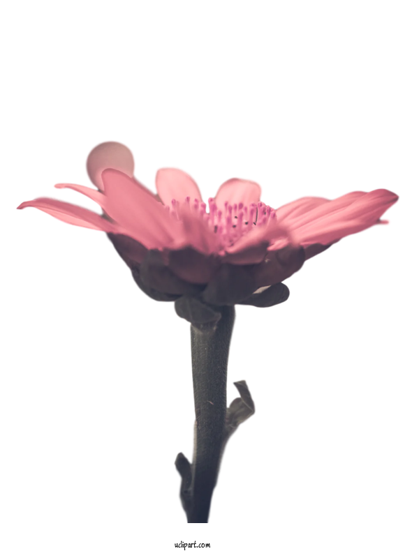 Free Flower Clipart Plant Stem Cut Flowers Petal For Flowers Clipart Transparent Background