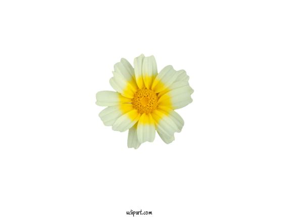 Free Flower Clipart Chrysanthemum Transvaal Daisy Oxeye Daisy For Flowers Clipart Transparent Background