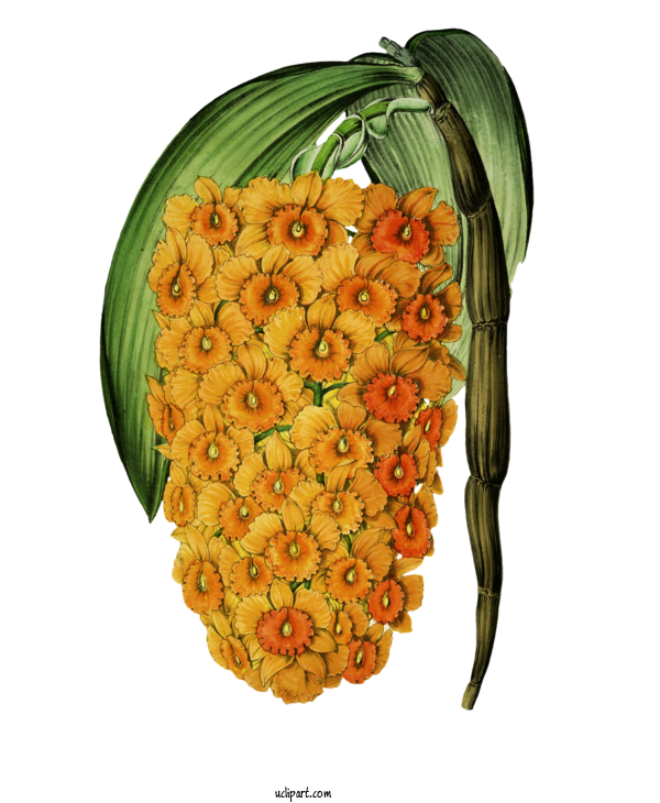 Free Flowers Fruit Fruit Vegetable For Flower Clipart Clipart Transparent Background
