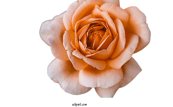 Free Flowers Garden Roses Rose Flower For Flower Clipart Clipart Transparent Background