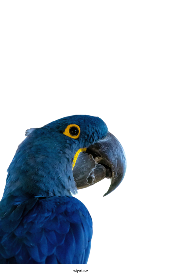 Free Animals Macaw Cobalt Blue Parakeet For Bird Clipart Transparent Background