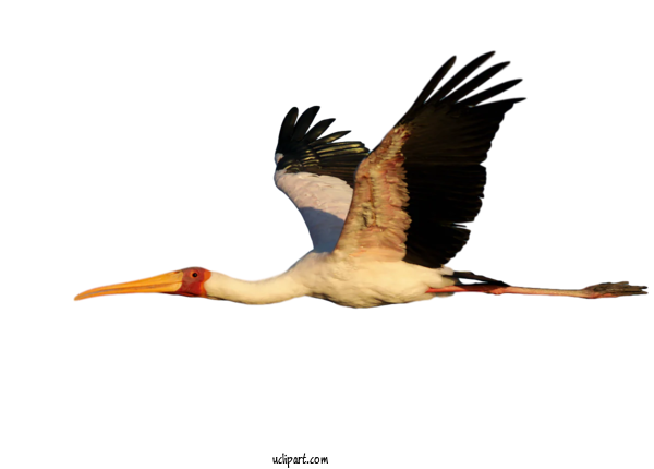 Free Animals Birds Crane Flight For Bird Clipart Transparent Background