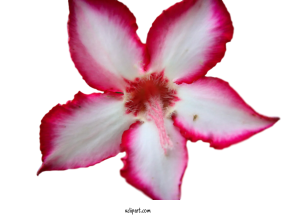Free Flower Clipart Flower Petal Herbaceous Plant For Flowers Clipart Transparent Background