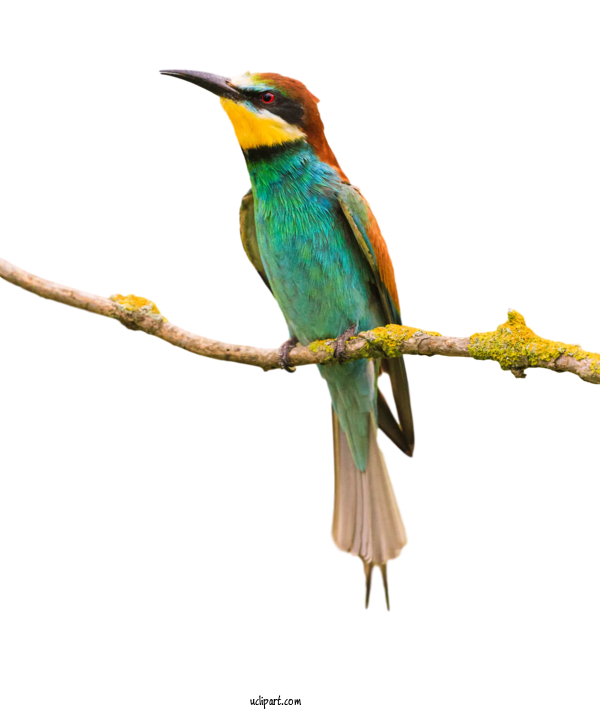 Free Animals Birds Bee Eater European Roller For Bird Clipart Transparent Background