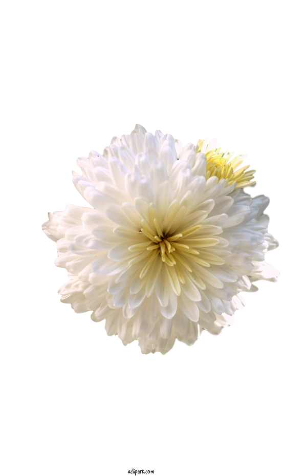 Free Flower Clipart Chrysanthemum Cut Flowers Dahlia For Flowers Clipart Transparent Background