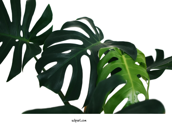 Free Nature Swiss Cheese Plant Leaf Houseplant For Leaf Clipart Transparent Background