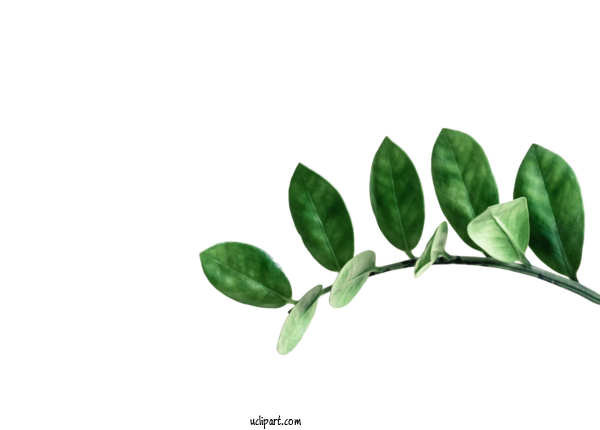 Free Nature Leaf Houseplant Succulent Plant For Leaf Clipart Transparent Background