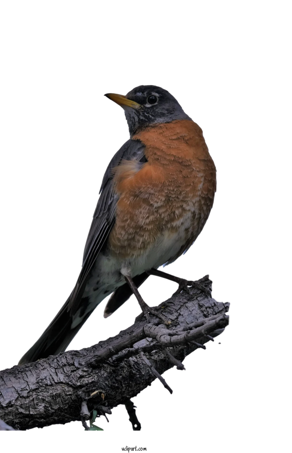 Free Animals European Robin American Sparrows Passerine For Bird Clipart Transparent Background