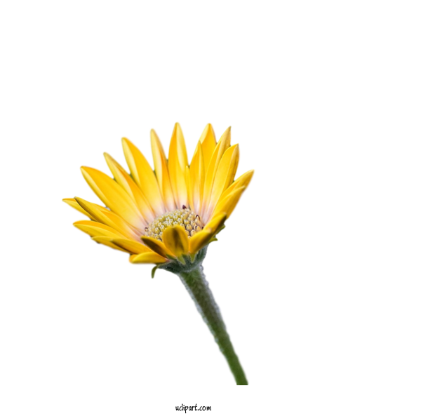 Free Flowers Transvaal Daisy Plant Stem Sunflower Seed For Flower Clipart Clipart Transparent Background