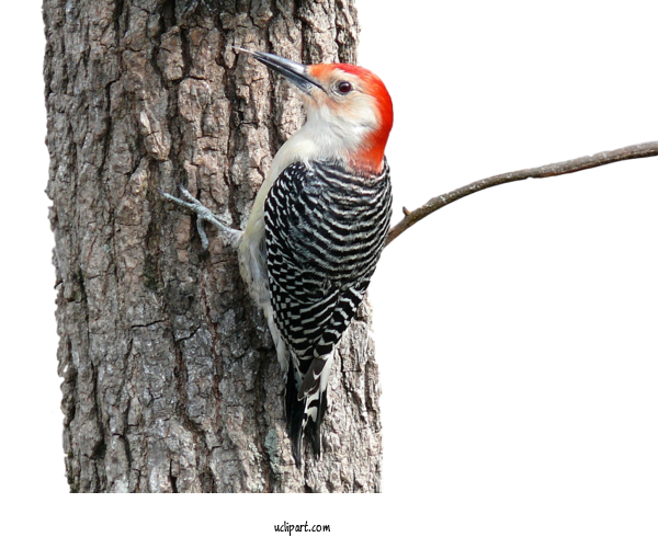 Free Animals Red Bellied Woodpecker Pileated Woodpecker Red Headed Woodpecker For Bird Clipart Transparent Background