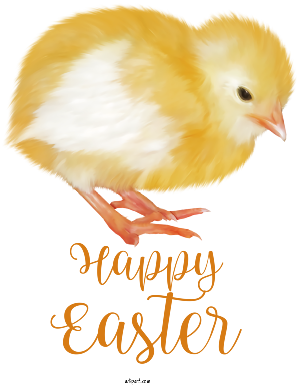Free Holidays Landfowl Chicken Beak For Easter Clipart Transparent Background