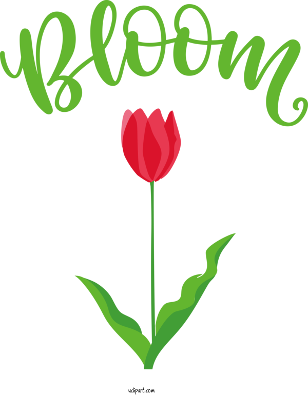 Free Nature Floral Design Leaf Tulip For Spring Clipart Transparent Background