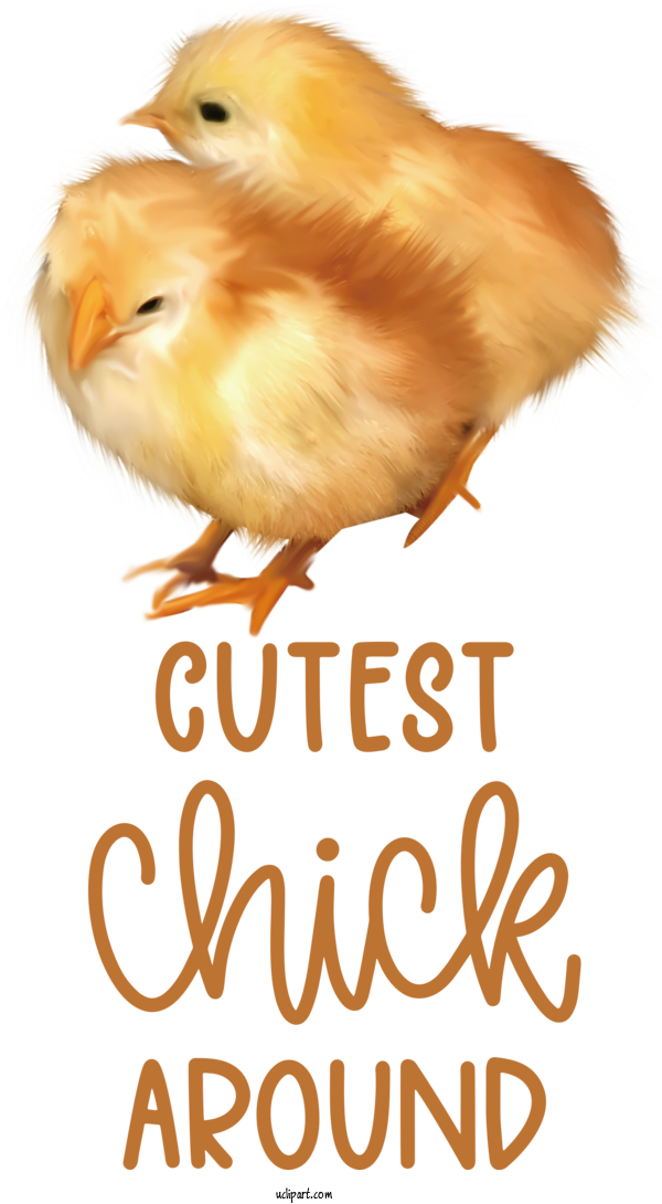 Free Holidays Landfowl Chicken Chick For Easter Clipart Transparent Background