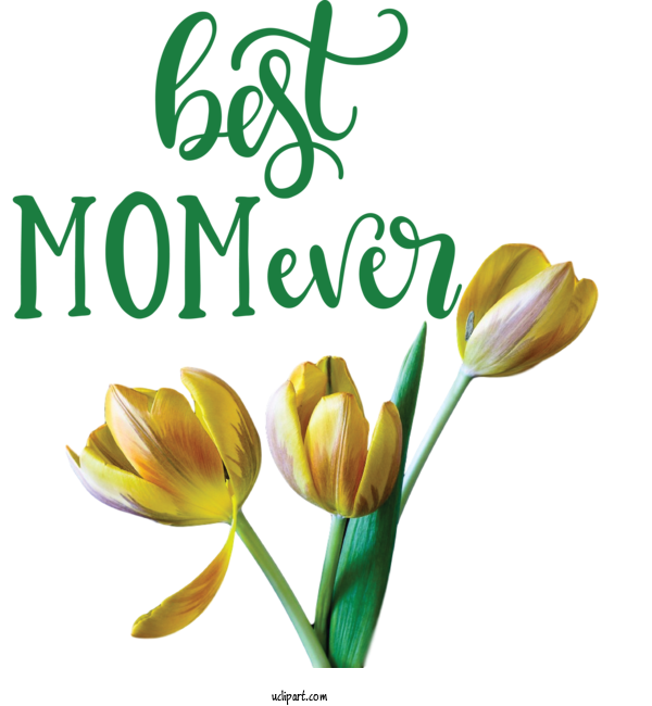 Free Holidays	 Plant Stem Cut Flowers Bud For Mothers Day Clipart Transparent Background